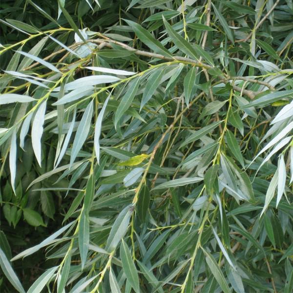 лечебные свойства ивы