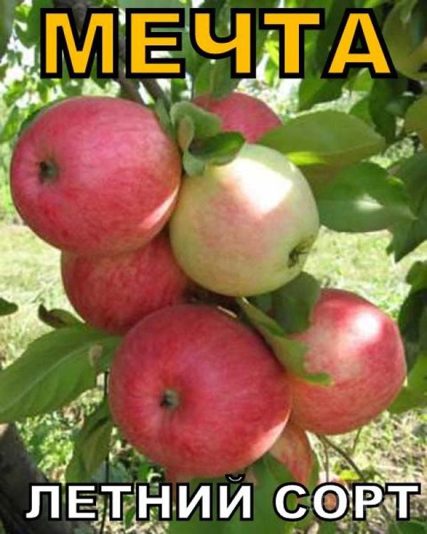 Яблоня сорт мечта. Яблоня мечта+антоновка. Внииспк яблоня мечта. Яблоня мечта есаула. Мечта яблоня описание.