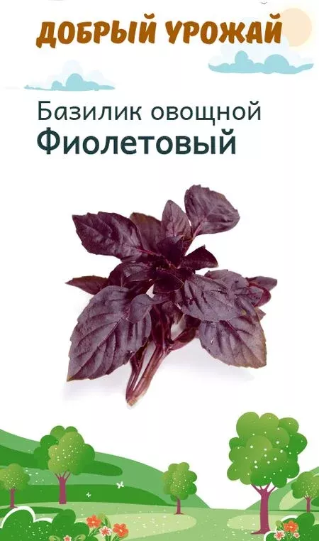 базилик фиолетовый польза. базилик фиолетовый польза. базилик польза. реган базилик зеленый. базилик фиолетовый польза.